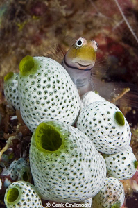 Blenny poses for me by Cenk Ceylanoglu 